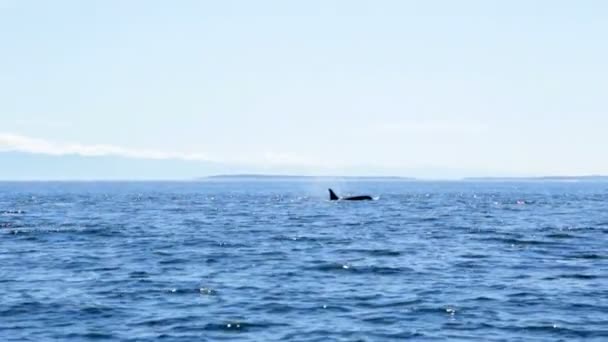 Orcinus orca ballena nadando en aguas oceánicas — Vídeo de stock