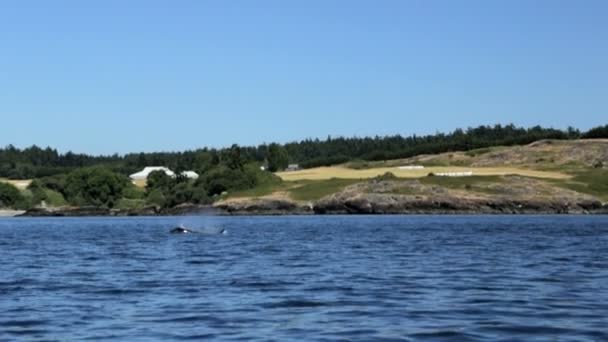 Orcinus orca Baleine nageant dans les eaux océaniques — Video