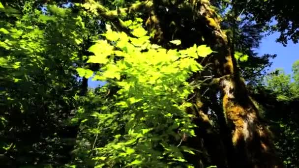 Forêt tropicale sauvage avec des conifères — Video