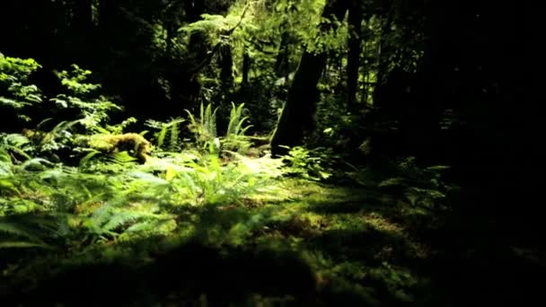 Rain Forest Wilderness with conifer trees — Stock Footage Rain Forest Wilderness with conifer trees Stock Footage