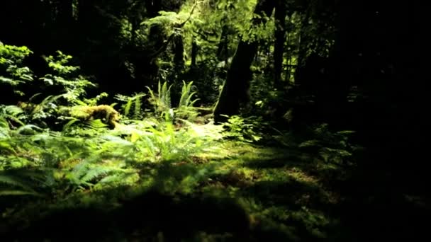 Foresta pluviale Selvaggia con alberi di conifera — Video Stock