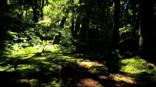 Rain Forest wildernis met conifer bomen — Stockvideo