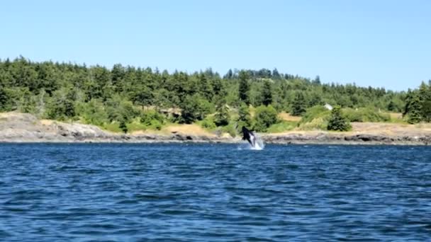 Orcinus orca ballena nadando en aguas oceánicas — Vídeo de stock