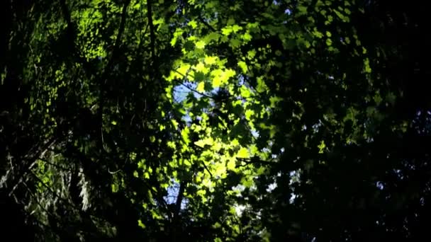 Dosel de hojas de árboles verdes — Vídeos de Stock