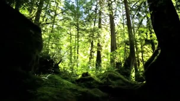 Foresta pluviale Selvaggia con alberi di conifera — Video Stock