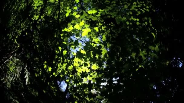 Luifel van groene bomen bladeren — Stockvideo