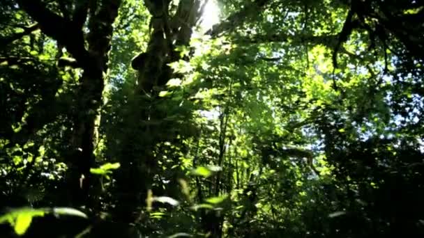 Foresta pluviale Selvaggia con alberi di conifera — Video Stock