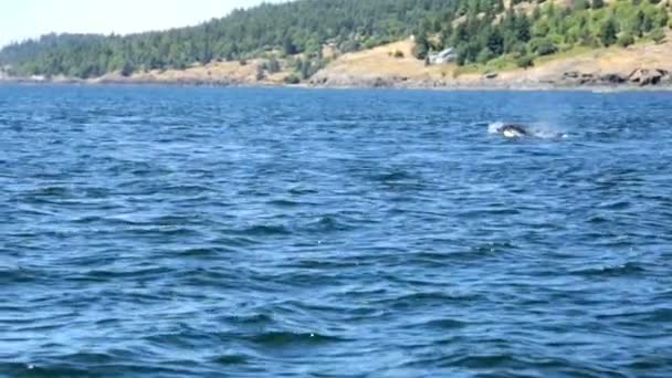 Orcinus orca wieloryb kąpieli w wodach oceanu — Wideo stockowe