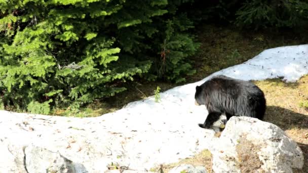Noord-Amerikaanse zwarte beer buitenshuis — Stockvideo