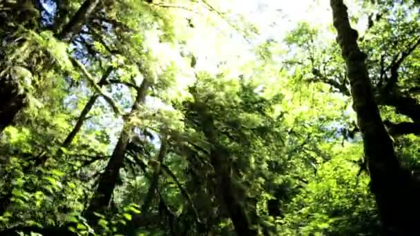 Foresta pluviale Selvaggia con alberi di conifera — Video Stock