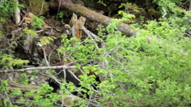 Дикі бурого ведмедя Грізлі з ведмежатами — стокове відео