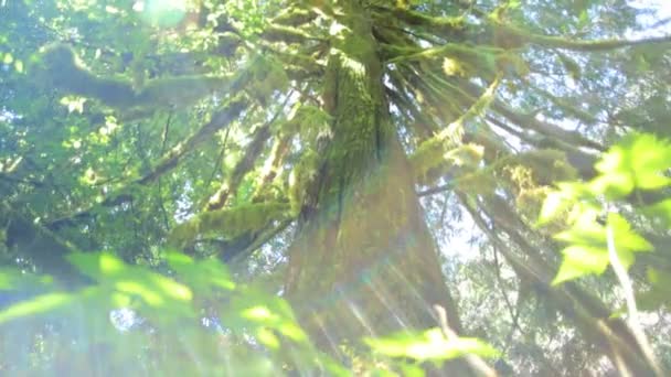 Rain Forest Wilderness with conifer trees — Stock Video