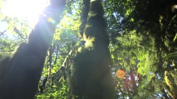 Divočinu deštného pralesa s jehličnatými stromy — Stock video