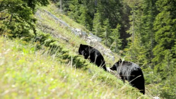 North American Black Bears — Stock video