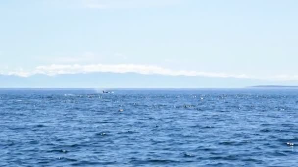 Orcinus orca ballena nadando en aguas oceánicas — Vídeo de stock