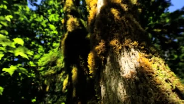 Yağmur ormanı vahşi kozalaklı ağaçlar ile — Stok video