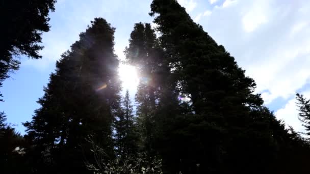Árboles de coníferas de abeto de bosque — Vídeos de Stock