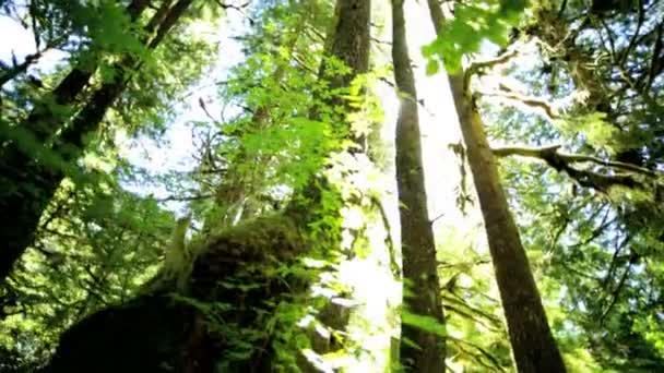 Rain Forest Wilderness with conifer trees — Stock Video