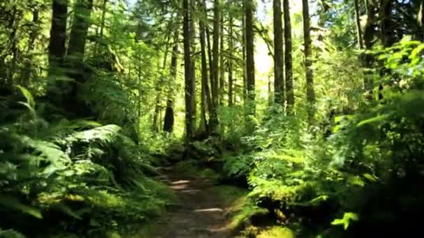 Rain Forest wildernis met conifer bomen — Stockvideo