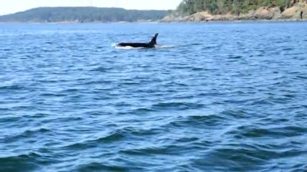 Baleia orca Orcinus nadando em águas oceânicas — Vídeo de Stock