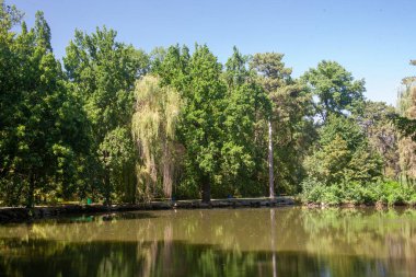 Bereketli yeşil ağaçlar ve açık mavi gökyüzü ile çevrili sakin bir göl veya göl içeren huzurlu bir yaz manzarası..