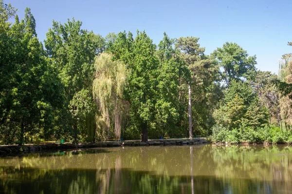 Bereketli yeşil ağaçlar ve açık mavi gökyüzü ile çevrili sakin bir göl veya göl içeren huzurlu bir yaz manzarası..