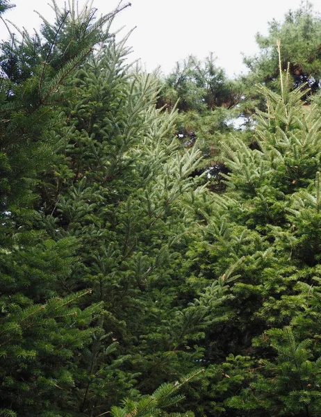 Forêt Vert Aiguilles Pin Fond — Photo