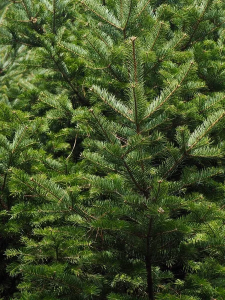 Forest Groene Dennennaalden Achtergrond — Stockfoto