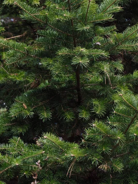 Forest Groene Dennennaalden Achtergrond — Stockfoto