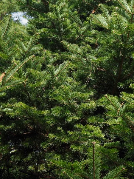 Forest Groene Dennennaalden Achtergrond — Stockfoto