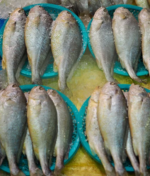 Frische Meeresfrüchte Krächzer Gelber Korbina — Stockfoto