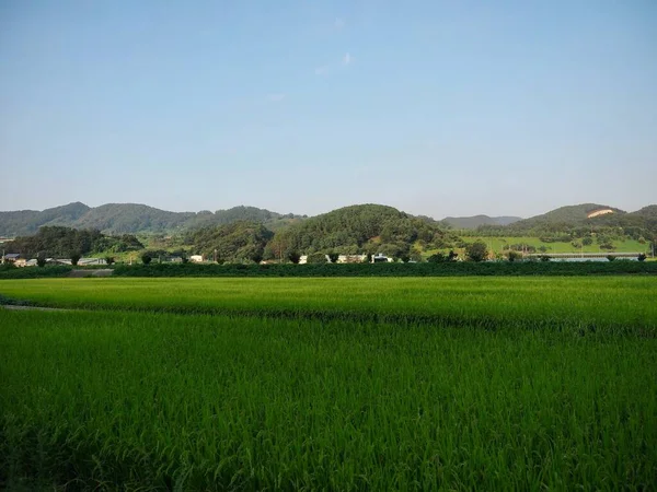 韓国の緑の田んぼの風景 — ストック写真