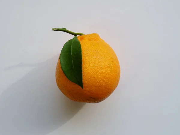 Färsk Ekologisk Naturlig Frukt Jeju Hallabong Citrus — Stockfoto