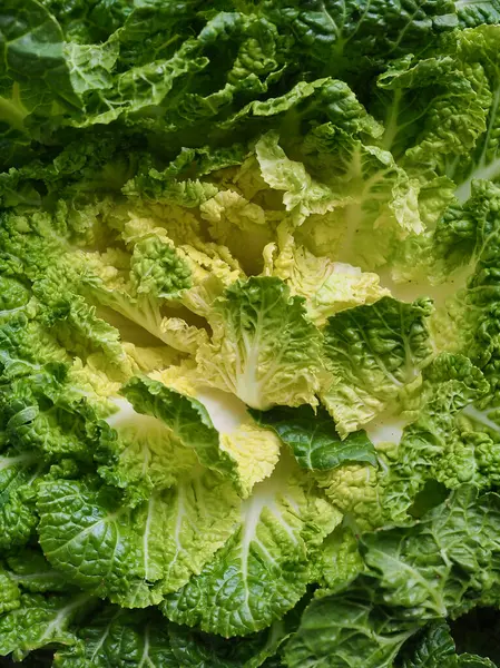 Korean Fresh Organic Vegetable Cabbage — Stock Photo, Image