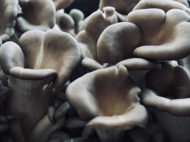 Taze Organik İstiridye Mantar Arkaplanı