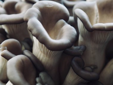 Taze Organik İstiridye Mantar Arkaplanı