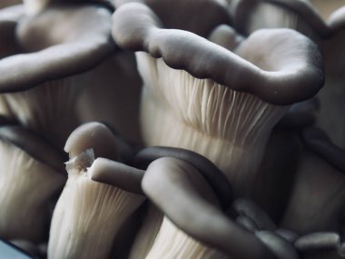 Taze Organik İstiridye Mantar Arkaplanı