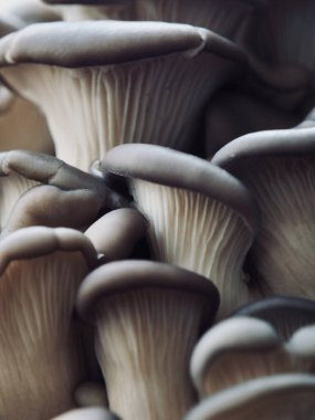 Taze Organik İstiridye Mantar Arkaplanı