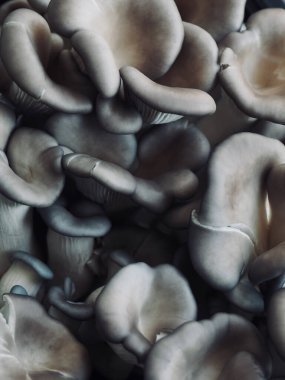 Taze Organik İstiridye Mantar Arkaplanı