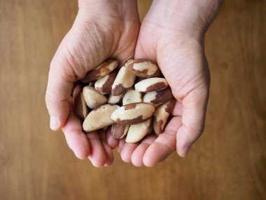 Taze organik fındık Brezilya fıstığı, el.