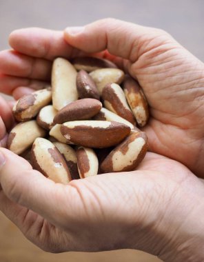 Taze organik fındık Brezilya fıstığı, el.