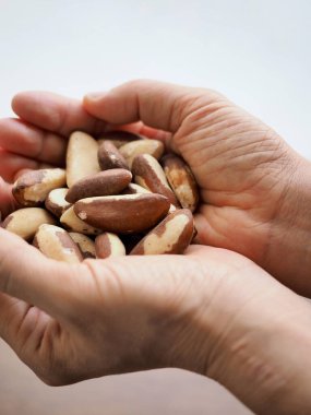 Taze organik fındık Brezilya fıstığı, el.