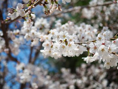 Kore 'de kiraz çiçeği manzarası