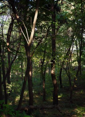 Kore yeşil orman manzarası, doğa