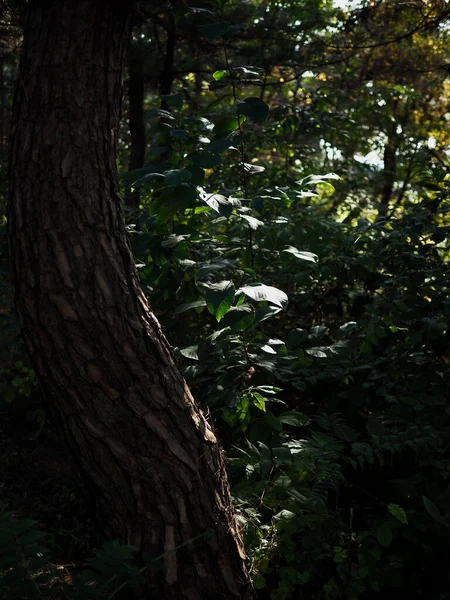 Korean green forest landscape, nature