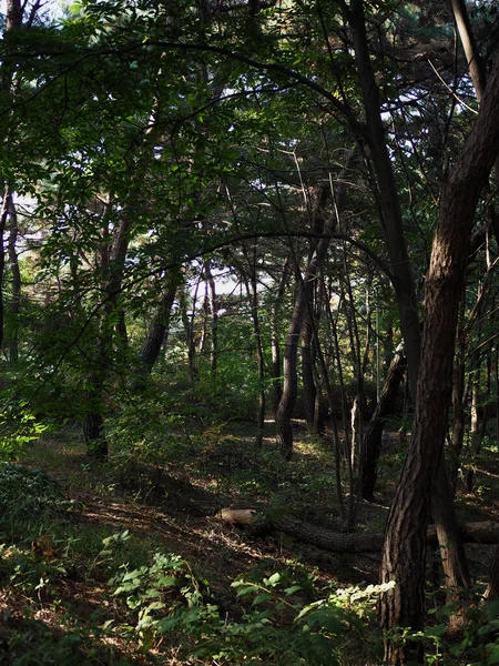 Korean green forest landscape, nature