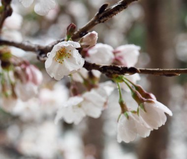 Kore 'de kiraz çiçeği manzarası