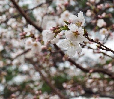 Kore 'de kiraz çiçeği manzarası