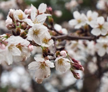 Kore 'de kiraz çiçeği manzarası