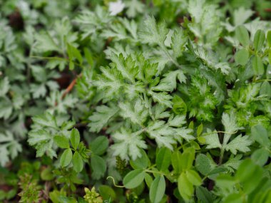 Yeşil yapraklı sebzeler, mugwort, yemek malzemeleri.